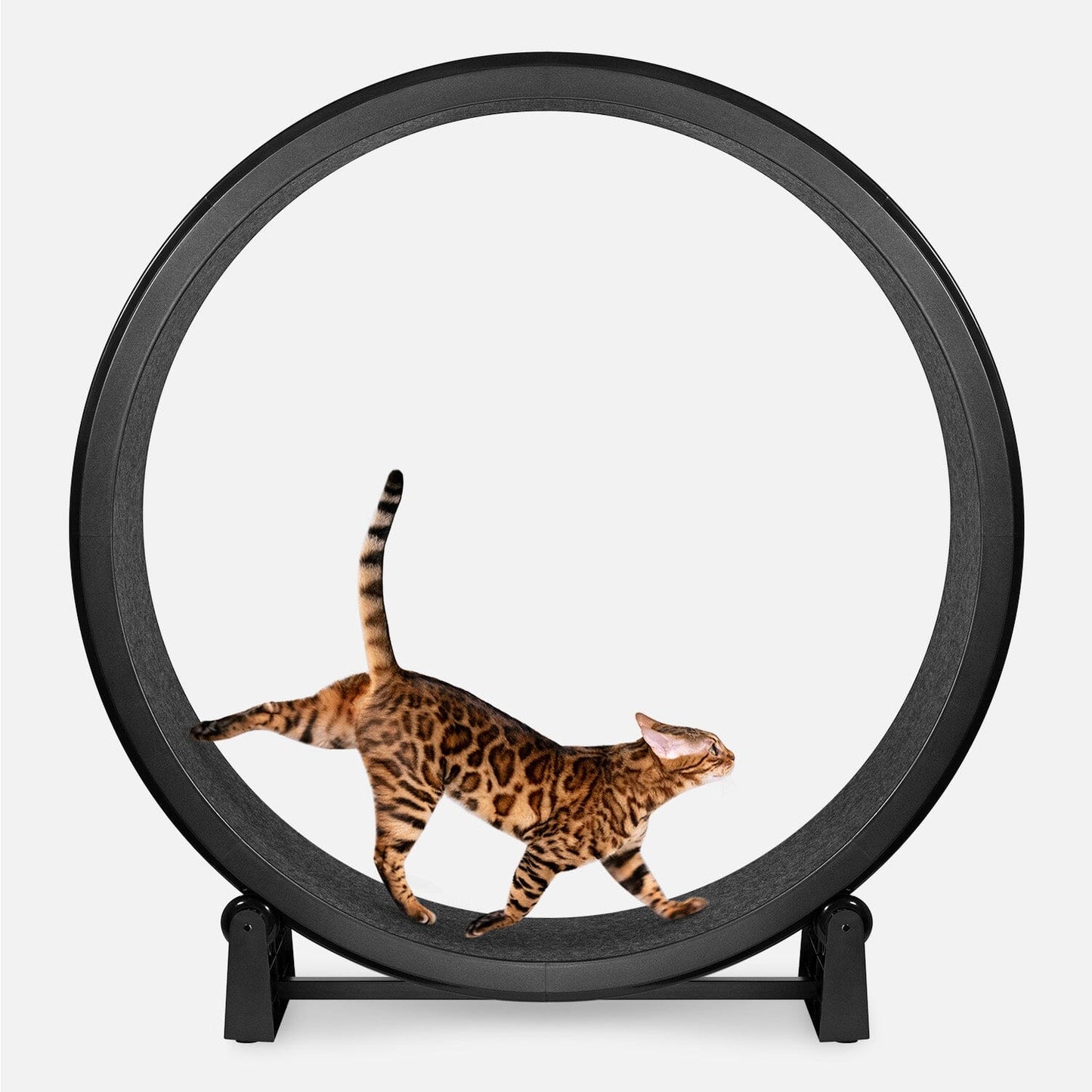 Cat Exercise Wheel